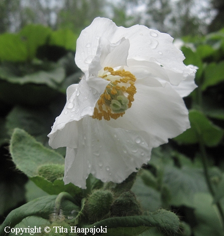 Meconopsis baileyi var. alba, sinivaleunikko